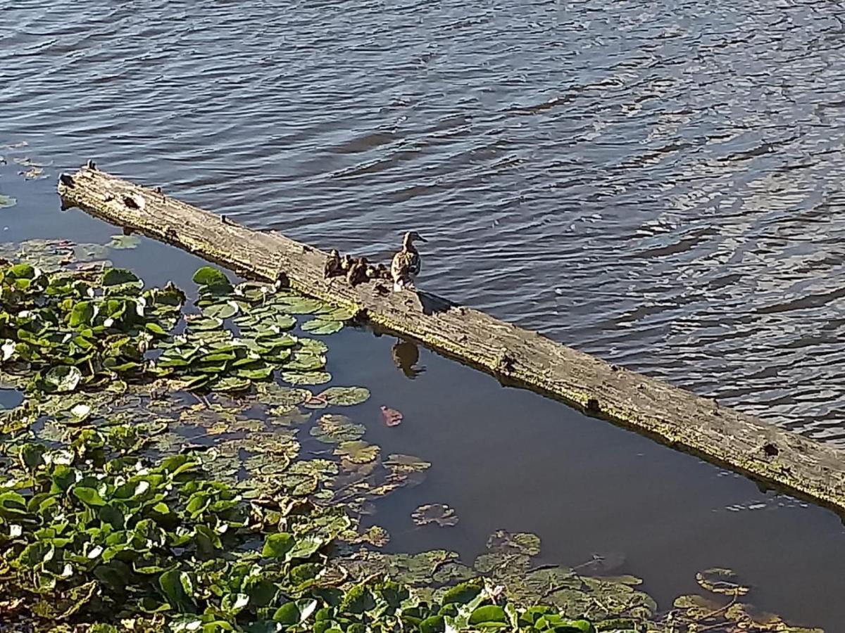 Huisje Aan Het Water, Omgeving Amsterdam Villa Zaandam Bagian luar foto